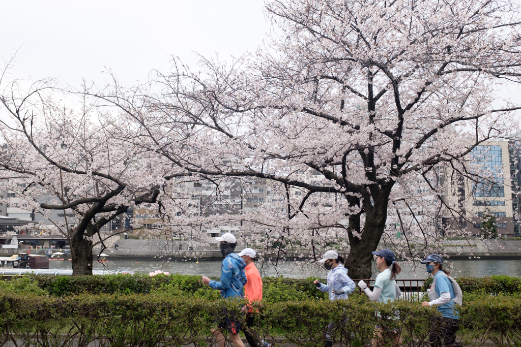 大阪市都島区　毛馬桜之宮公園の桜