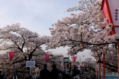 奈良県大和高田市　高田千本桜