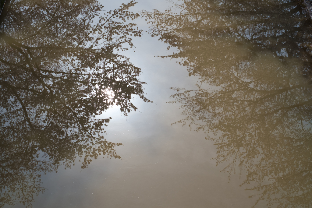 奈良市　佐保川沿いの桜