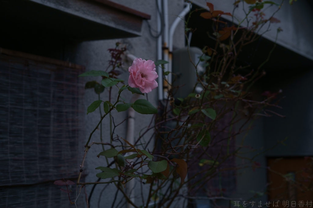 明日香村　大字平田