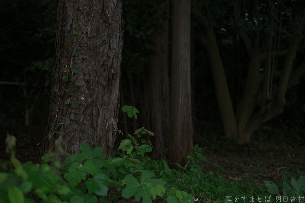 明日香村　大字檜前（ 檜隈寺跡 ）