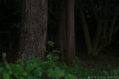 明日香村　大字檜前（ 檜隈寺跡 ）
