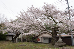 御所市 鳥井戸　妙相寺