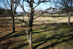 明日香村 大字祝戸( 国営飛鳥歴史公園 石舞台地区 ) 明日香村 大字祝戸( 国営飛鳥歴史公園 石舞台地区 )
