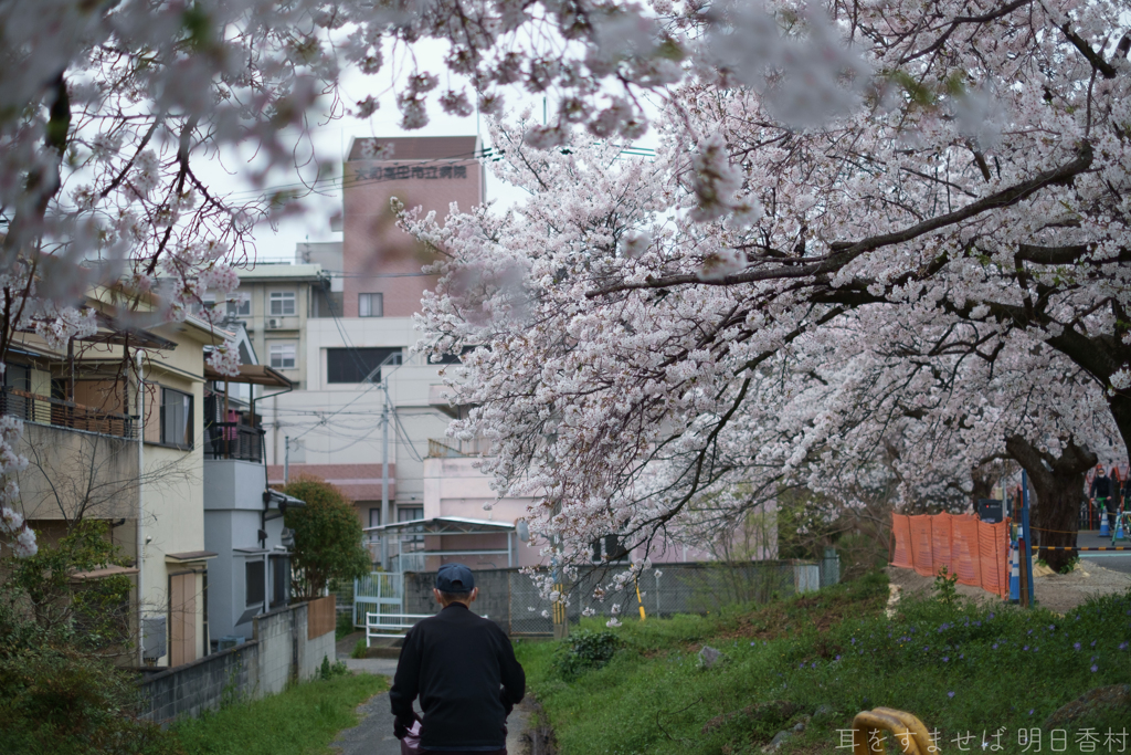 大和高田市　高田千本桜