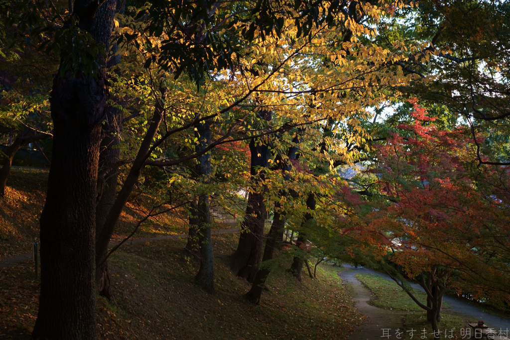 奈良県生駒郡斑鳩町　竜田川沿いの紅葉