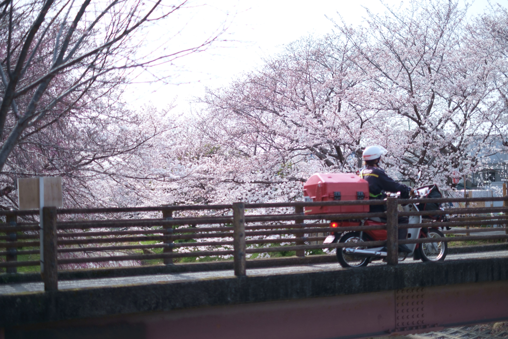 奈良市　佐保川沿いの桜