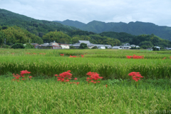 明日香村　大字岡
