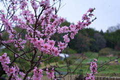 明日香村　大字川原