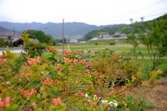 明日香村 大字川原 明日香村 大字川原
