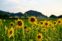 明日香村 大字岡 明日香村 大字岡