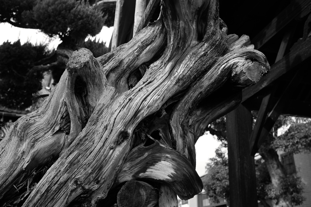 大阪府羽曳野市　西念寺