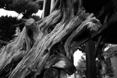 大阪府羽曳野市　西念寺