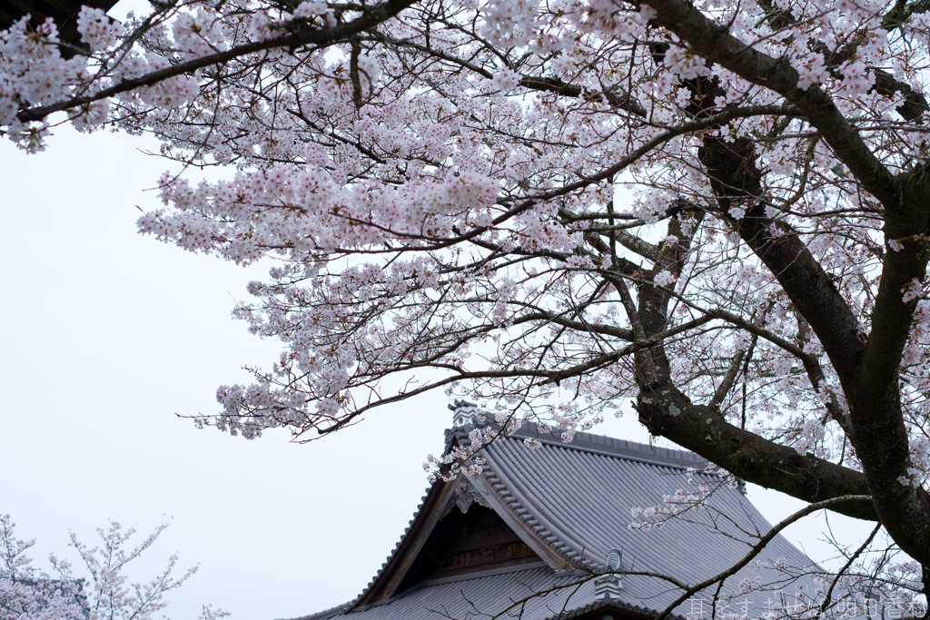 明日香村　大字橘　橘寺