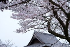 明日香村 大字橘 橘寺