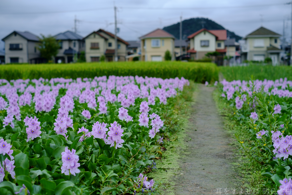 橿原市　城殿町（ 本薬師寺跡 ）