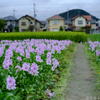 橿原市　城殿町（ 本薬師寺跡 ）