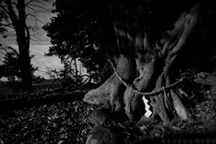 橿原市木之本町　畝尾都多本神社