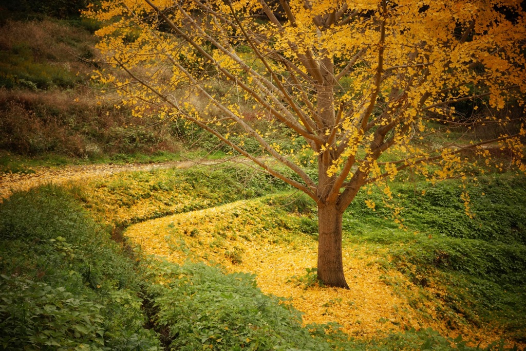 明日香村　大字稲淵