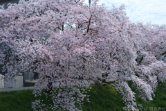 橿原市　飛鳥川沿いの桜