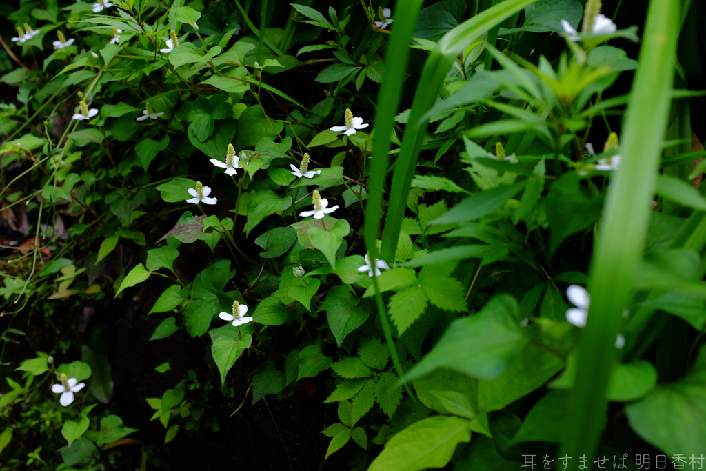 明日香村　大字豊浦（ 国営飛鳥歴史公園　甘樫丘地区 ）