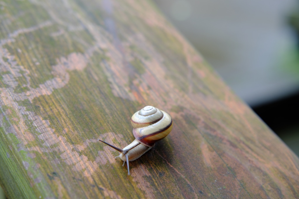 明日香村　大字島庄