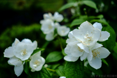 明日香村　大字岡　岡本寺