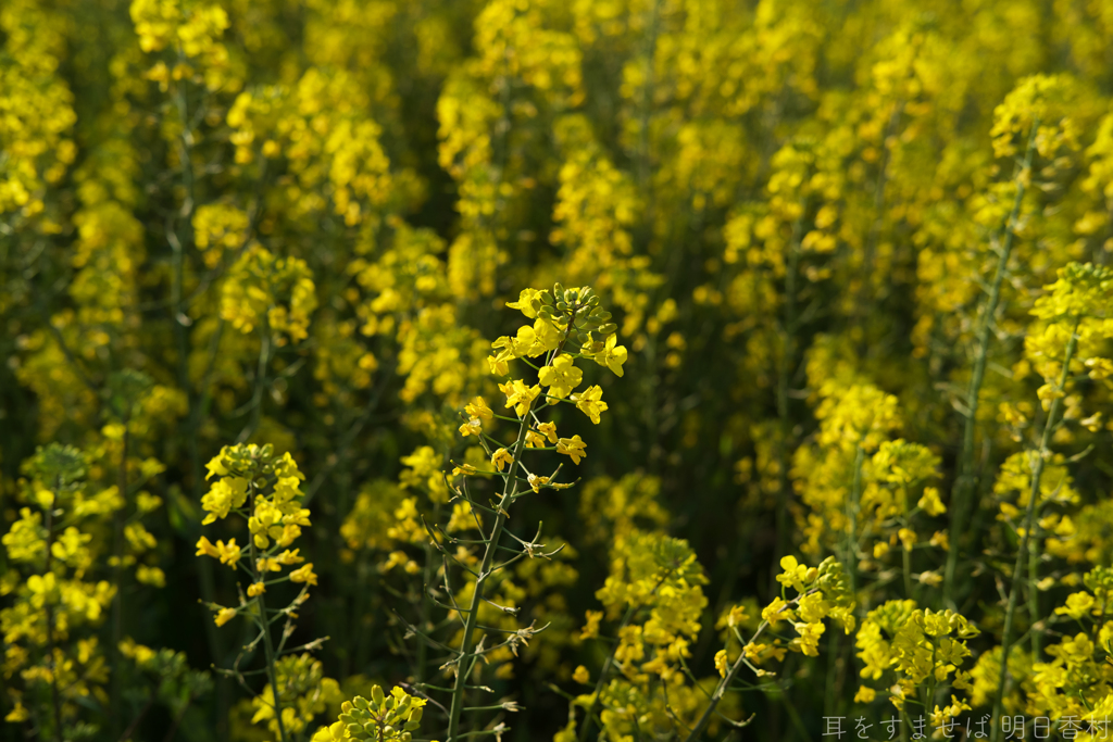 奈良県橿原市醍醐町