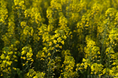 奈良県橿原市醍醐町