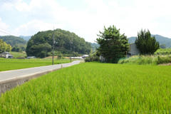 明日香村　大字立部