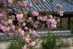 明日香村　大字立部