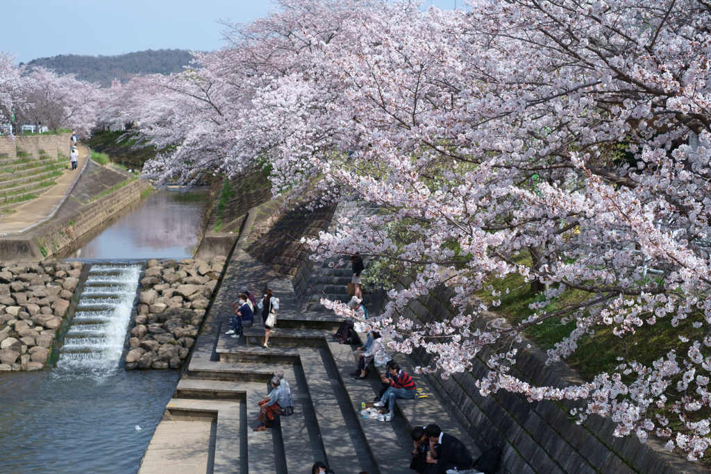 奈良市　佐保川沿いの桜