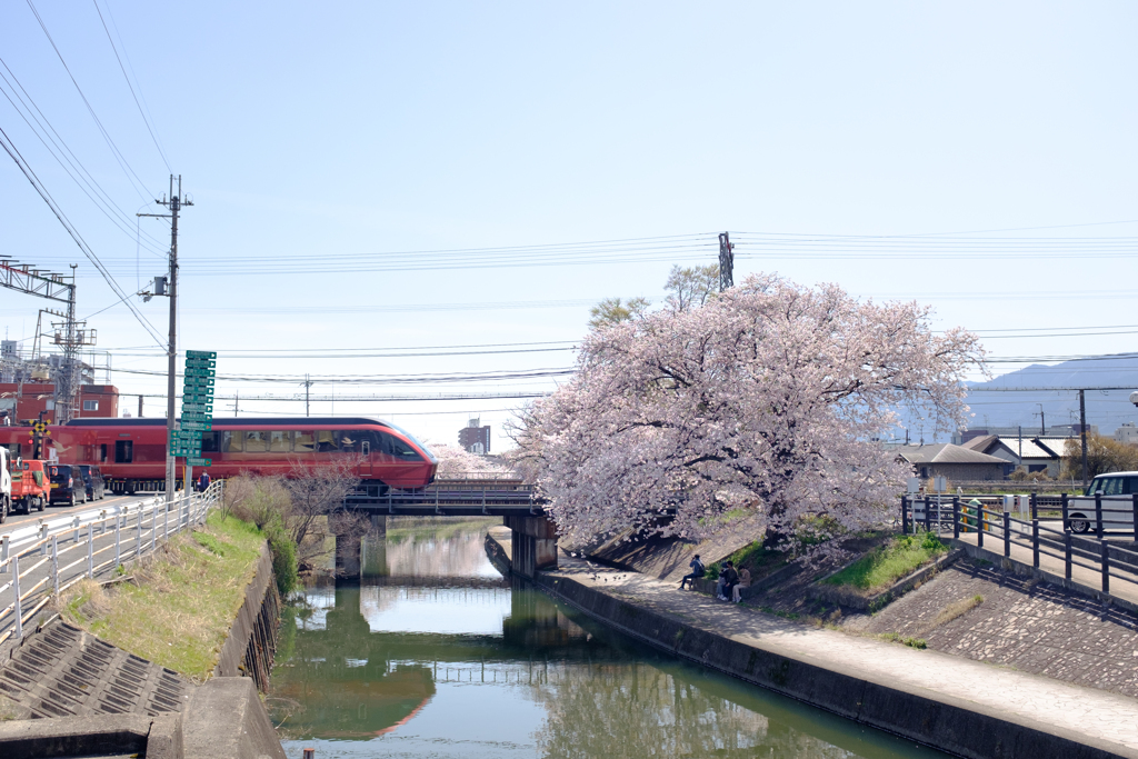 奈良県大和高田市　高田千本桜