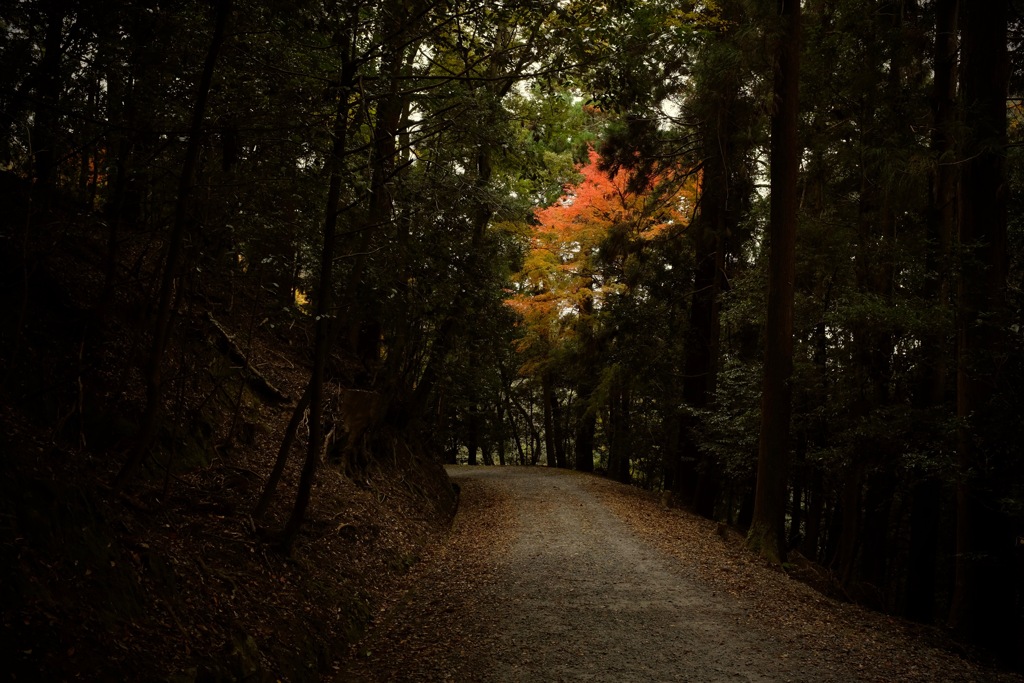 奈良　春日山原始林