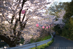 橿原市　飛鳥川沿いの桜