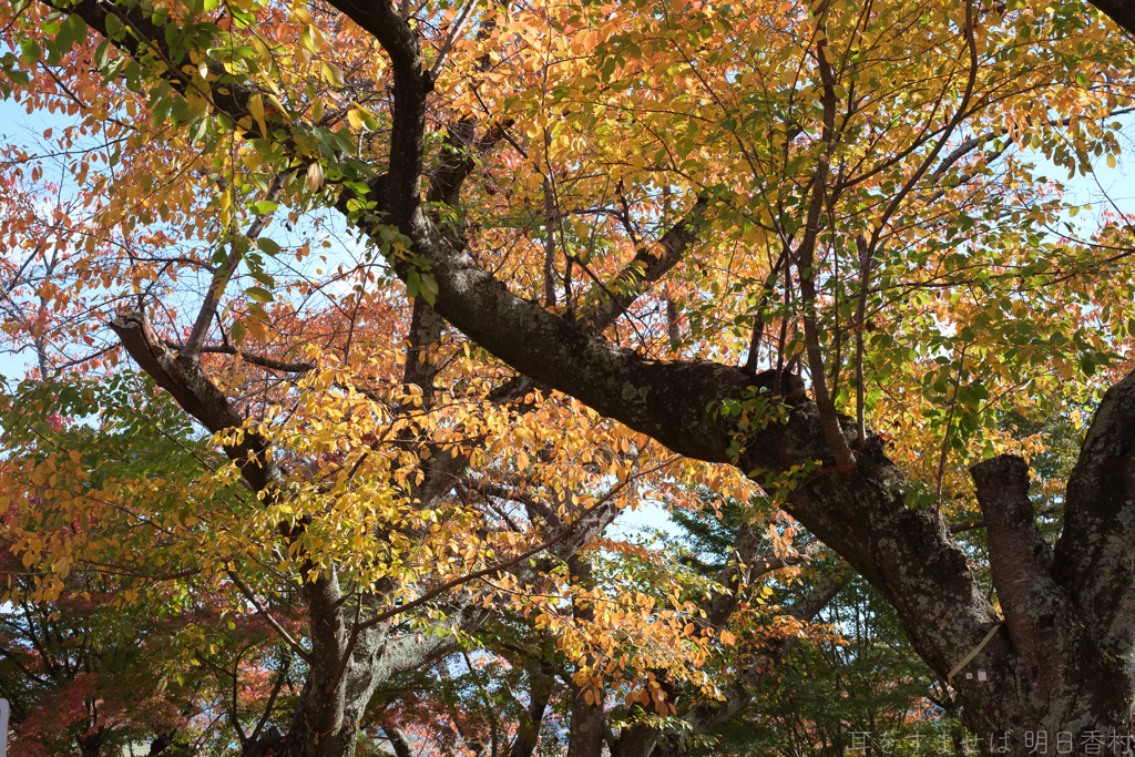 奈良県生駒郡斑鳩町　竜田川沿いの紅葉