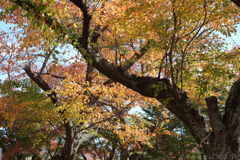 奈良県生駒郡斑鳩町 竜田川沿いの紅葉