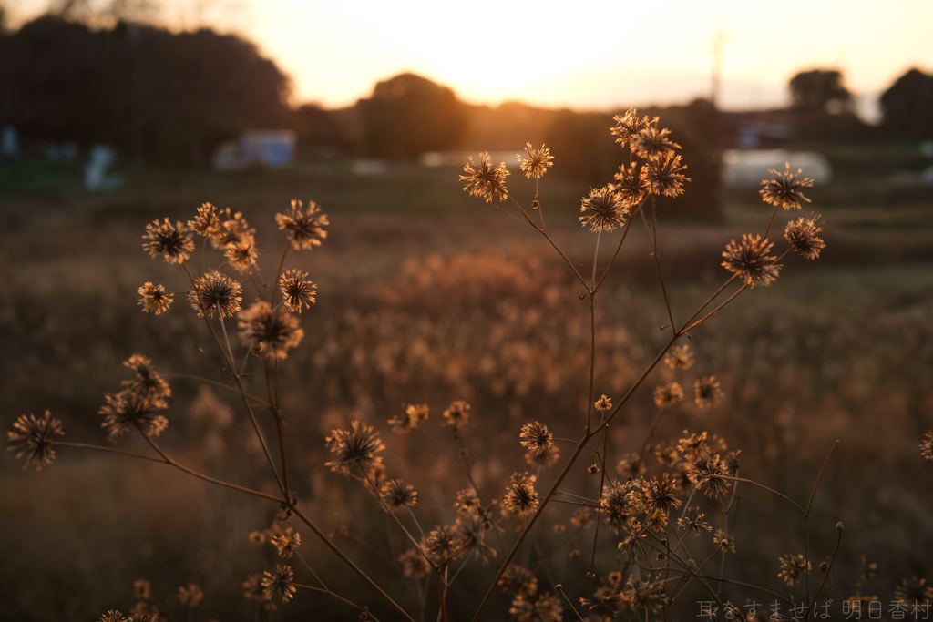 明日香村　大字豊浦