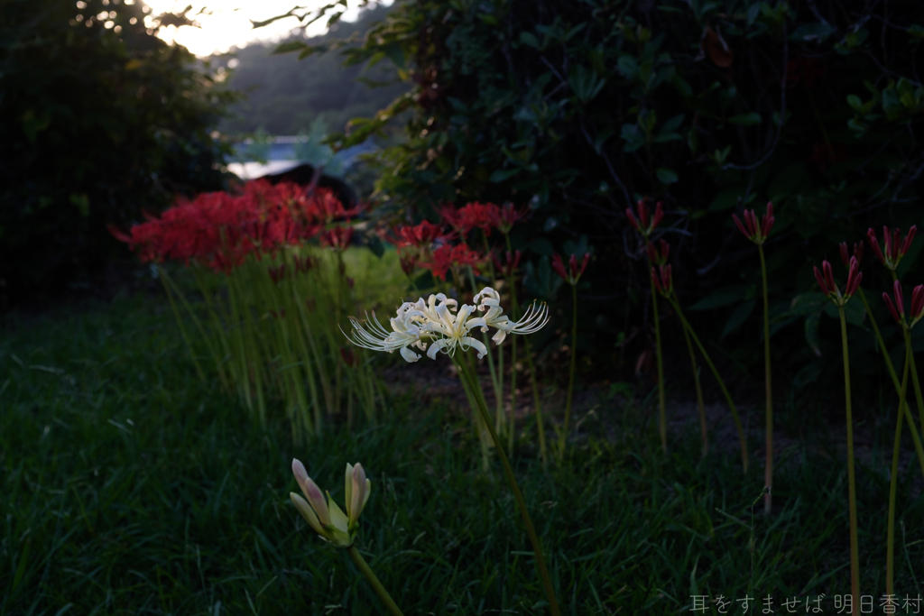 明日香村　大字祝戸