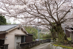 御所市 鳥井戸　妙相寺