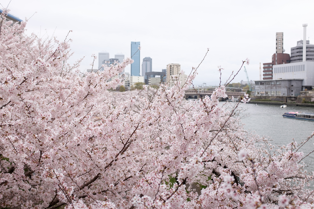 大阪市都島区　毛馬桜之宮公園の桜