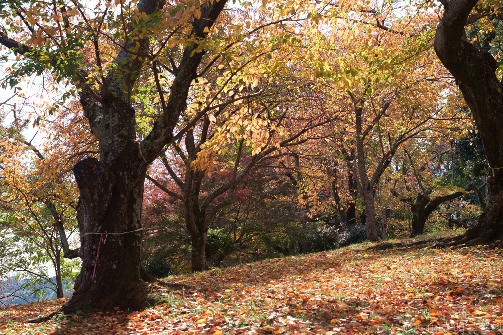 奈良県生駒郡斑鳩町　竜田川沿いの紅葉