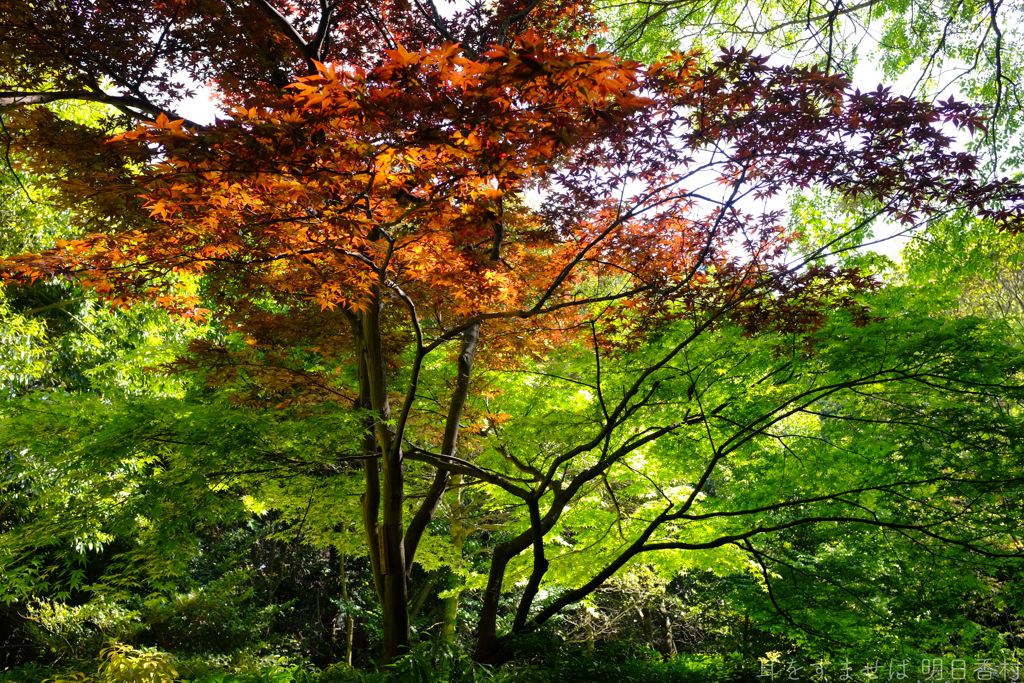 明日香村　大字豊浦