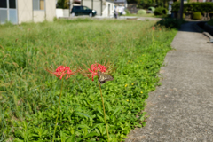 明日香村　大字岡