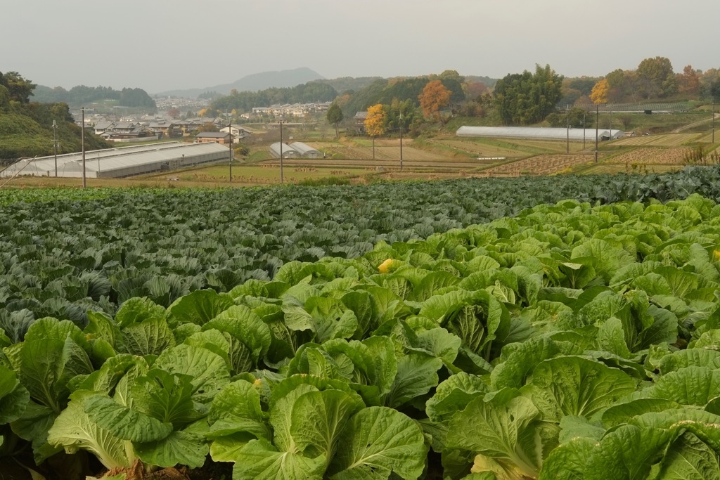 明日香村　大字平田