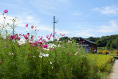 明日香村　大字飛鳥