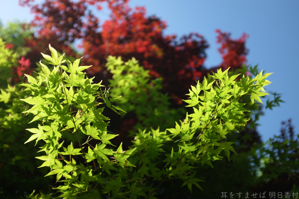 明日香村　大字豊浦