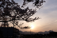 奈良県大和高田市　高田千本桜