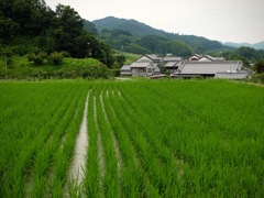 明日香村 橘 明日香村 橘