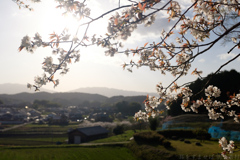 明日香村　大字平田